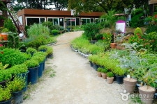 Ilyeong Herbland (일영허브랜드) - Sightseeing - Korea travel and tourism information