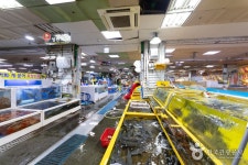 Sokcho Tourist & Fishery Market (Formerly, Jungang Market) (속초 관광수산시장 (구: 중앙시장)) - Shopping - Korea travel and... 