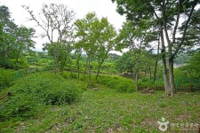 괴산 율지리 미선나무 자생지 관광 정보와 주변 관광 명소 및 근처 맛집 여행 정보