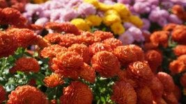 아침고요수목원 국화전시회 최신 축제 공연 행사 정보와 주변 관광 명소 및 근처 맛집 여행 정보