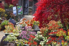 아침고요수목원 국화전시회 최신 축제 공연 행사 정보와 주변 관광 명소 및 근처 맛집 여행 정보