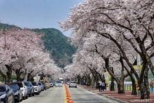 맹방 벚꽃길 관광 정보와 주변 관광 명소 및 근처 맛집 여행 정보