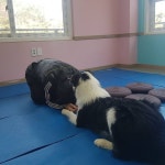 숲속애견랜드 음식점 정보와 주변 관광 명소 및 근처 맛집 여행 정보