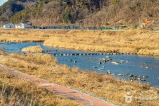 섬강(섬강유원지) 관광 정보와 주변 관광 명소 및 근처 맛집 여행 정보