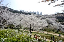 뽐뿌:축제정보 - 안산자락길 벚꽃음악회 2018 안산자락길 벚꽃음악회 2018