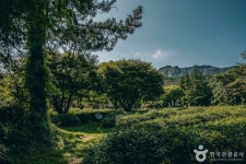 薛芽茶園（설아다원） - 宿泊 - 韓国旅行・観光情報