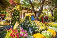 아침고요수목원 국화전시회 최신 축제 공연 행사 정보와 주변 관광 명소 및 근처 맛집 여행 정보