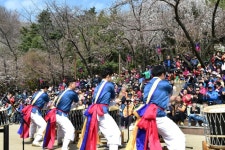 뽐뿌:축제정보 - 안산자락길 벚꽃음악회 2018 안산자락길 벚꽃음악회 2018
