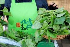 시너지와일드코리아(양평점) | Yongmunsan Wild Plants Festival (양평 용문산 산나물축제) - Festivals - Korea travel and tourism information