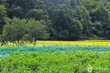 샘재골송이마을 관광 정보와 주변 관광 명소 및 근처 맛집 여행 정보