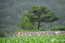 평창문화관광 > 관광명소 > 평창관광지 평창문화관광  &gt; 관광명소 &gt; 평창관광지