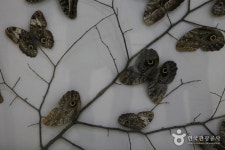 함평 나비대축제 2017 - 뽐뿌:축제정보 함평 나비대축제 2017