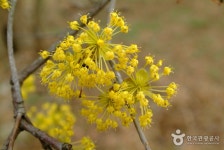Icheon Sansuyu Village (이천 산수유마을) - Sightseeing - Korea travel and tourism information