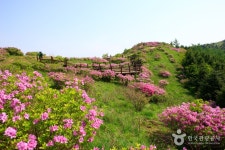Baraebong Peak (바래봉) - Sightseeing - Korea travel and tourism information