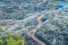  기차   봄꽃 KTX  얼리버드  꽃길따라 물길따라~ 광양 섬진강 매화꽃 : 인터파크투어 