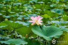 조천연꽃공원 관광 정보와 주변 관광 명소 및 근처 맛집 여행 정보