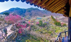 광양 매화마을 관광 정보와 주변 관광 명소 및 근처 맛집 여행 정보