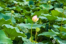 조천연꽃공원 관광 정보와 주변 관광 명소 및 근처 맛집 여행 정보