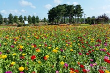 Guri Hangang Park (Cosmos Park) (구리시민한강공원 (코스모스공원)) - Sightseeing - Korea travel and tourism information