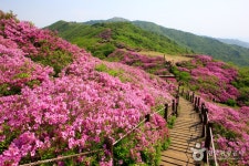 Baraebong Peak (바래봉) - Sightseeing - Korea travel and tourism information