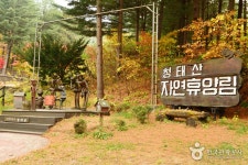 Cheongtaesan National Recreational Forest (국립 청태산자연휴양림) - Sightseeing - Korea travel and tourism information