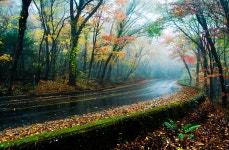 5.16 Tree Tunnel (Road 5.16 Forest Tunnel) (5.16도로숲터널) - Sightseeing - Korea travel and tourism information