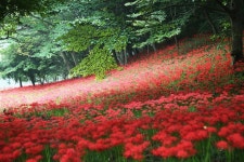 베리굿 오토캠핑장 - 주변 여행 및 근처 관광 명소 - 국내 여행 정보와 관광 명소 정보