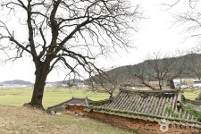 함평 양재리의 이팝나무 관광 정보와 주변 관광 명소 및 근처 맛집 여행 정보