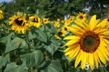 Guri Hangang Park (Cosmos Park) (구리시민한강공원 (코스모스공원)) - Sightseeing - Korea travel and tourism information