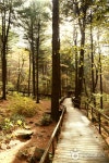 Cheongtaesan National Recreational Forest (국립 청태산자연휴양림) - Sightseeing - Korea travel and tourism information