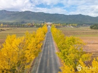 통일전 은행나무길 관광 정보와 주변 관광 명소 및 근처 맛집 여행 정보