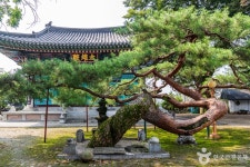 단호사(충주) 관광 정보와 주변 관광 명소 및 근처 맛집 여행 정보