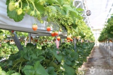 별마을딸기체험농장 관광 정보와 주변 관광 명소 및 근처 맛집 여행 정보