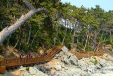 Dongbaekseom Island (동백공원) - Sightseeing - Korea travel and tourism information