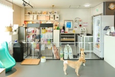 어도러블독 음식점 정보와 주변 관광 명소 및 근처 맛집 여행 정보