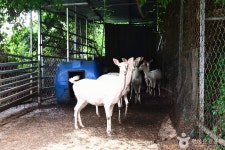 한우드림 동물체험장 관광 정보와 주변 관광 명소 및 근처 맛집 여행 정보