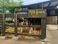 대관령아기동물농장 관광 정보와 주변 관광 명소 및 근처 맛집 여행 정보