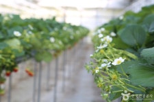 별마을딸기체험농장 관광 정보와 주변 관광 명소 및 근처 맛집 여행 정보