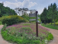  버스  여주 강천섬 은행나무길   구룡사   황학산수목원   농촌체험 (당일) : 인터파크투어 
