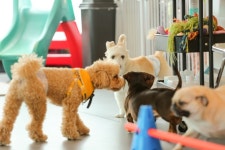 어도러블독 음식점 정보와 주변 관광 명소 및 근처 맛집 여행 정보