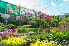 상무화훼단지 쇼핑 정보와 주변 관광 명소 및 근처 맛집 여행 정보