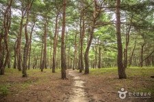 송정해변 관광 정보와 주변 관광 명소 및 근처 맛집 여행 정보
