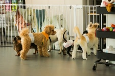 어도러블독 음식점 정보와 주변 관광 명소 및 근처 맛집 여행 정보