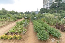 용인시민농장 관광 정보와 주변 관광 명소 및 근처 맛집 여행 정보