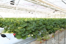 별마을딸기체험농장 관광 정보와 주변 관광 명소 및 근처 맛집 여행 정보