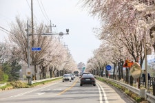 북한강로 벚꽃길 관광 정보와 주변 관광 명소 및 근처 맛집 여행 정보
