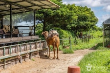 낙타트레킹 관광 정보와 주변 관광 명소 및 근처 맛집 여행 정보