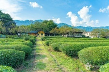 경남 하동 악양면 [슬로시티] 관광 정보와 주변 관광 명소 및 근처 맛집 여행 정보