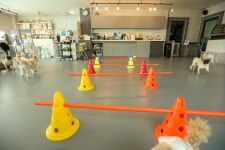 어도러블독 음식점 정보와 주변 관광 명소 및 근처 맛집 여행 정보