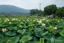 울미연꽃마을 관광 정보와 주변 관광 명소 및 근처 맛집 여행 정보